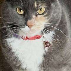 cat