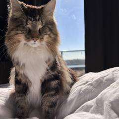 cat